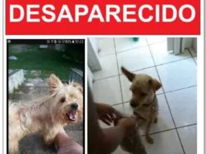 Cachorro raça MISTURA DE YORK idade 3 anos nome MANDELA GRATIFICA