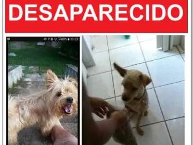 Cachorro ra a MISTURA DE YORK idade 3 anos nome MANDELA GRATIFICA