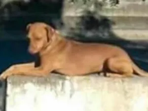 Cachorro raça Pincher com SRD idade 2 anos nome Valente