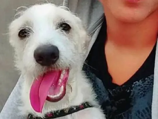 Cachorro ra a Vira-Lata  idade 7 a 11 meses nome Thor