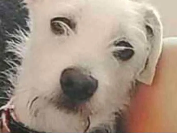 Cachorro ra a Vira-Lata  idade 7 a 11 meses nome Thor