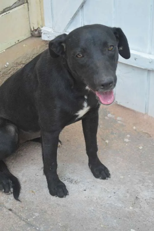 Cachorro ra a SRD idade 7 a 11 meses nome Sara