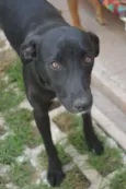 Sara