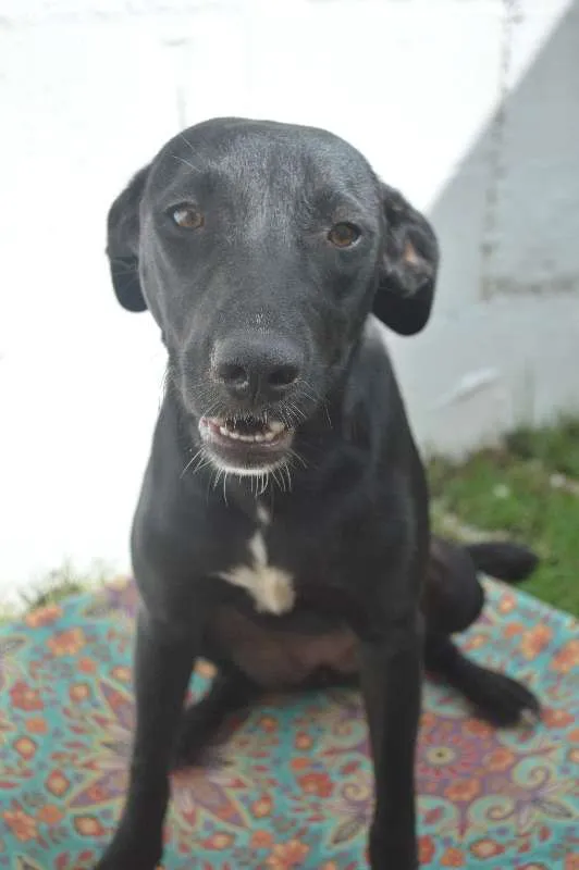 Cachorro ra a SRD idade 7 a 11 meses nome Sara