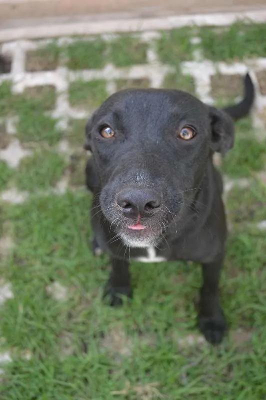Cachorro ra a SRD idade 7 a 11 meses nome Sara