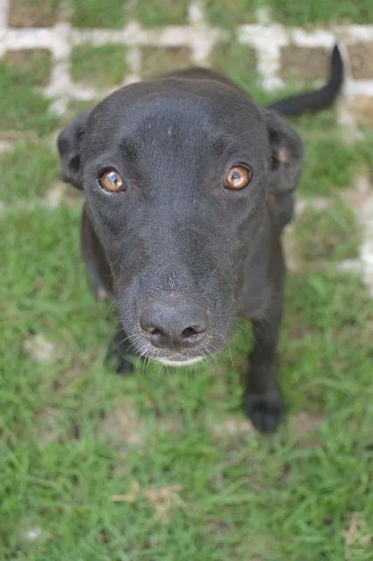 Cachorro ra a SRD idade 7 a 11 meses nome Sara