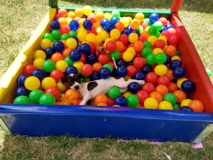 Cachorro raça Srd idade 2 a 6 meses nome Flocos