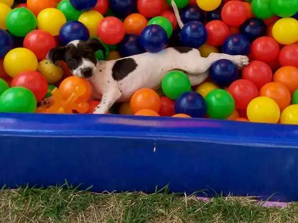 Cachorro raça Srd idade 2 a 6 meses nome Flocos