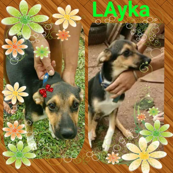 Cachorro ra a Srd idade 2 a 6 meses nome Layka