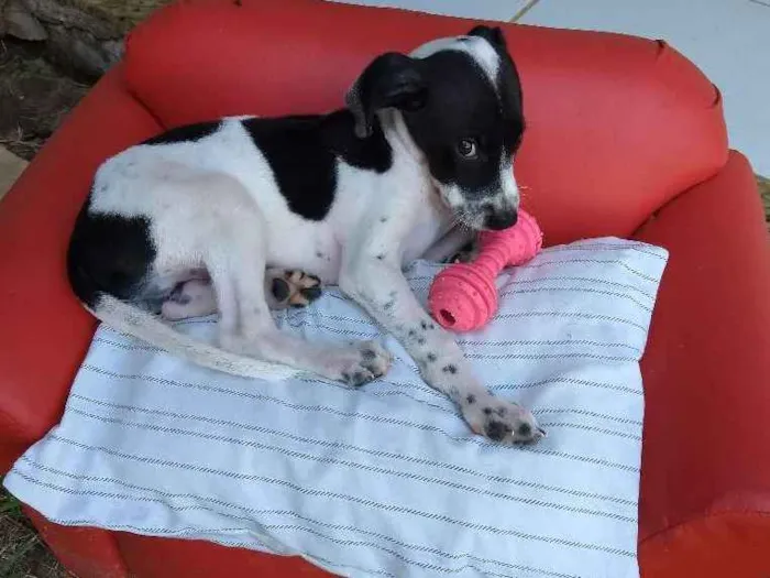 Cachorro raça Srd idade 2 a 6 meses nome Flocos