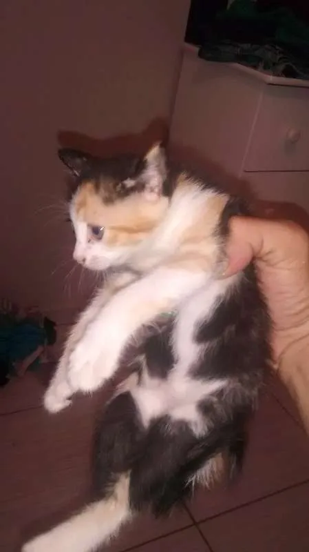 Gato ra a nao sei idade 2 a 6 meses nome sn