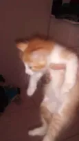 sn