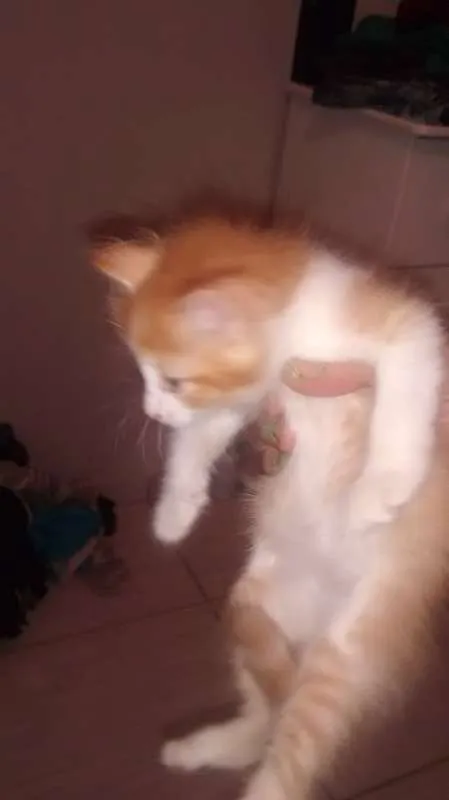 Gato ra a nao sei idade 2 a 6 meses nome sn