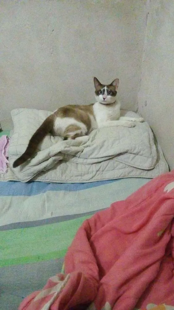 Gato ra a Branco com cinza idade 1 ano nome Iza