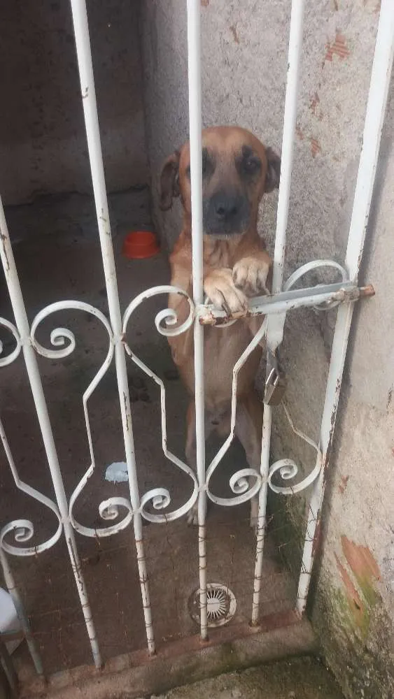 Cachorro ra a Filhote de labrador com boxer idade 4 anos nome Billy