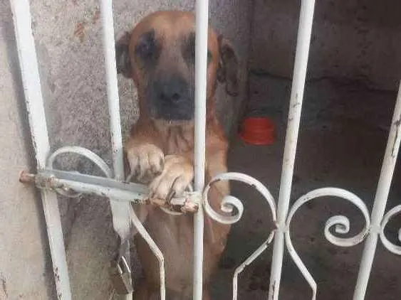 Cachorro ra a Filhote de labrador com boxer idade 4 anos nome Billy