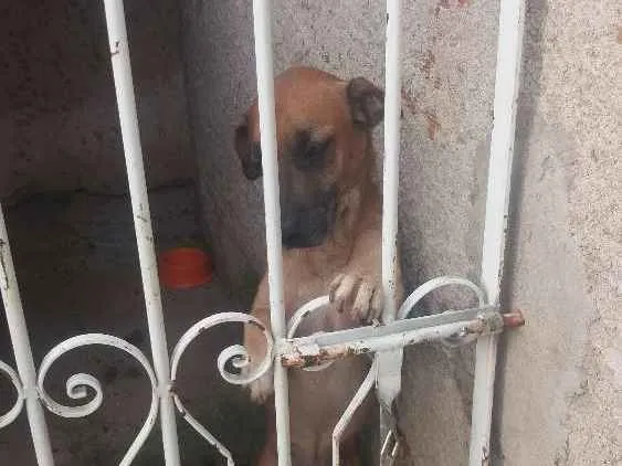 Cachorro ra a Filhote de labrador com boxer idade 4 anos nome Billy