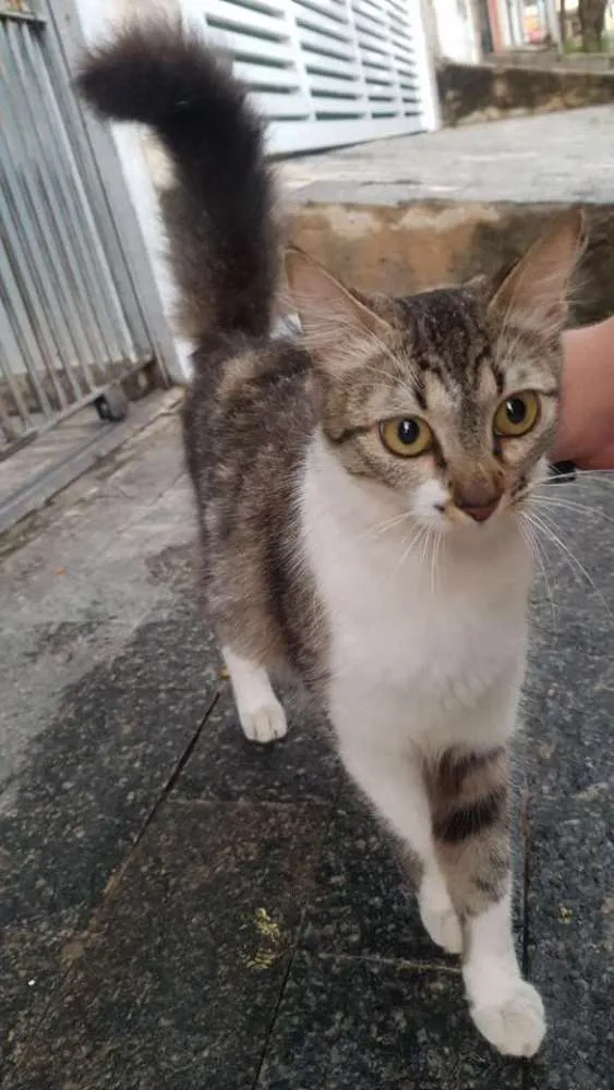 Gato ra a Srd idade 7 a 11 meses nome Sem nome