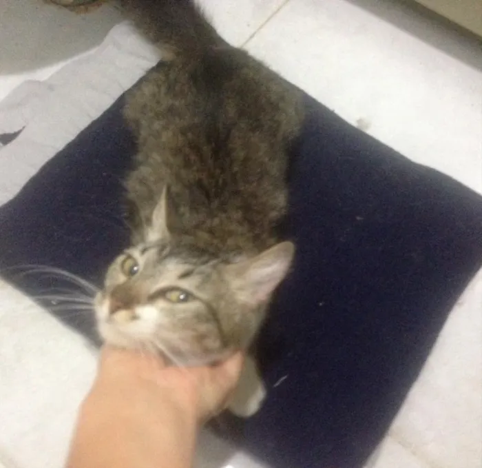Gato ra a Srd idade 7 a 11 meses nome Sem nome