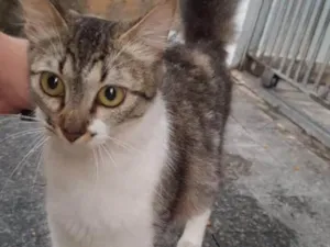 Gato raça Srd idade 7 a 11 meses nome Sem nome