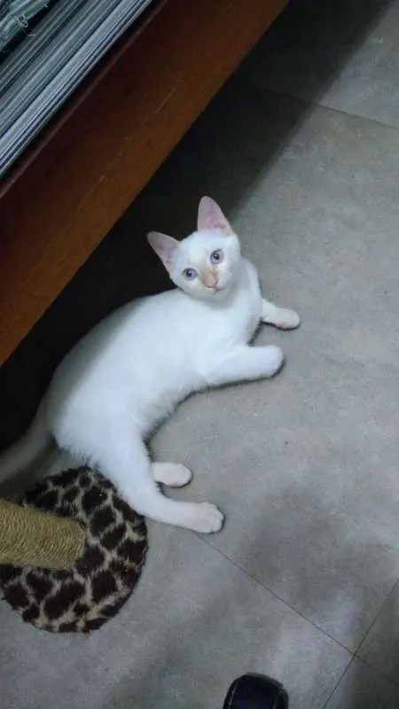 Gato ra a SRD idade 2 a 6 meses nome Arthur