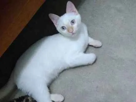 Gato ra a SRD idade 2 a 6 meses nome Arthur