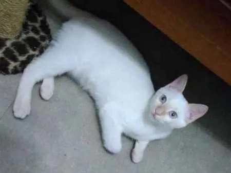 Gato ra a SRD idade 2 a 6 meses nome Arthur