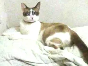 Gato raça Branco com cinza idade 1 ano nome Iza