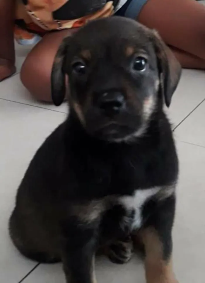 Cachorro ra a Srd idade Abaixo de 2 meses nome Akilis 