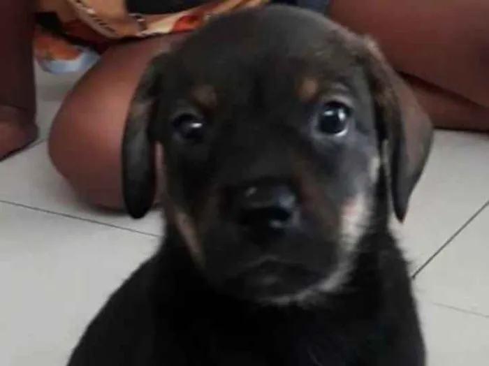 Cachorro ra a Srd idade Abaixo de 2 meses nome Akilis 
