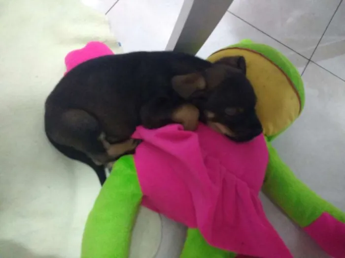 Cachorro ra a Srd idade Abaixo de 2 meses nome Akilis 