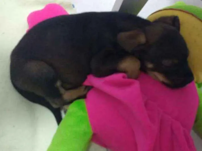 Cachorro ra a Srd idade Abaixo de 2 meses nome Akilis 