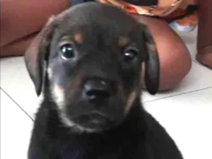 Cachorro raça Srd idade Abaixo de 2 meses nome Akilis 