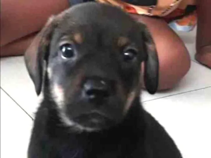Cachorro ra a Srd idade Abaixo de 2 meses nome Akilis 