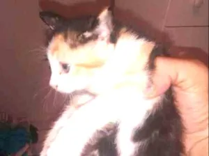Gato raça nao sei idade 2 a 6 meses nome sn
