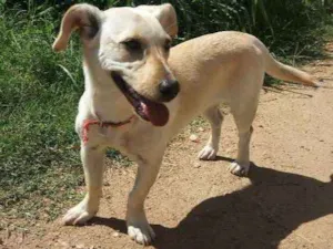 Cachorro raça Parece ser um salshicha  idade 2 a 6 meses nome Mel