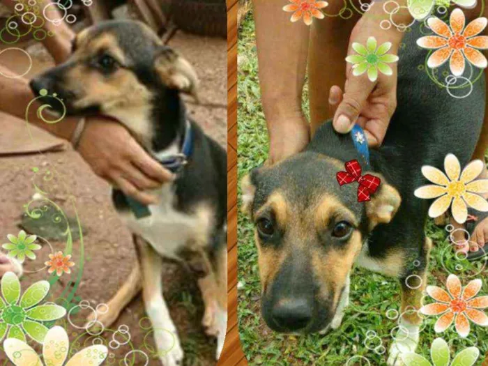 Cachorro ra a Srd idade 2 a 6 meses nome Layka