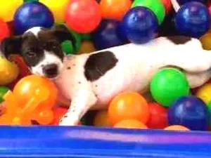 Cachorro raça Srd idade 2 a 6 meses nome Flocos