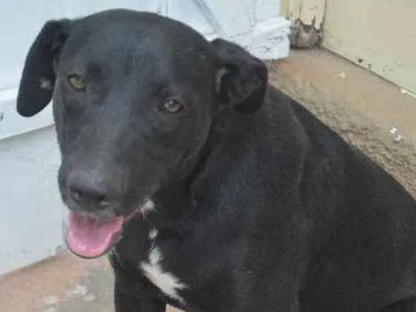 Cachorro ra a SRD idade 7 a 11 meses nome Sara