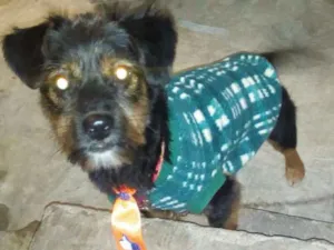 Cachorro raça Srd idade 2 anos nome Thor