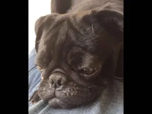 Cachorro raça Pug idade 7 a 11 meses nome Polly Pugina Bariloc