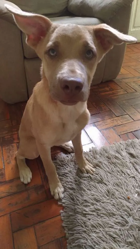 Cachorro raça  idade 2 a 6 meses nome Nina