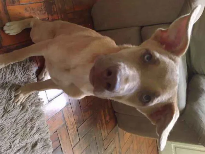 Cachorro raça  idade 2 a 6 meses nome Nina