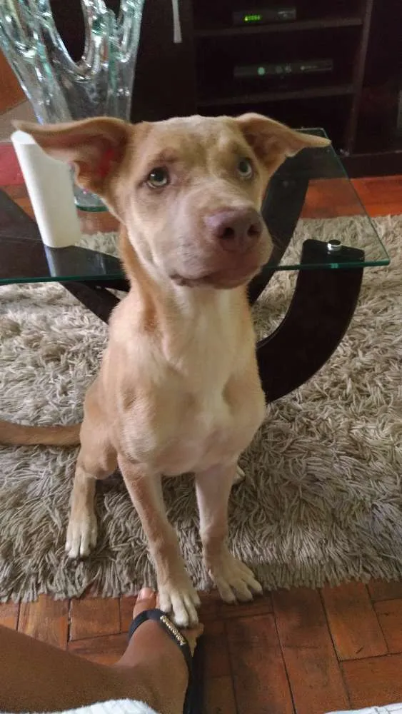 Cachorro raça  idade 2 a 6 meses nome Nina
