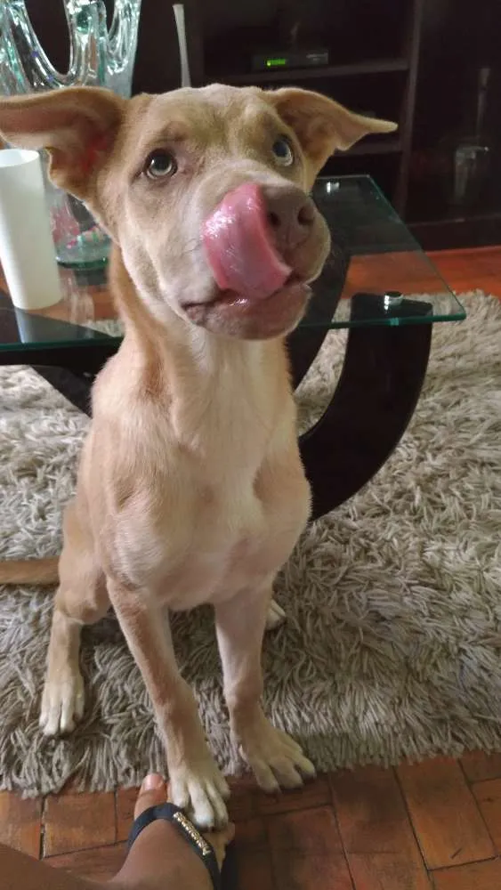 Cachorro raça  idade 2 a 6 meses nome Nina