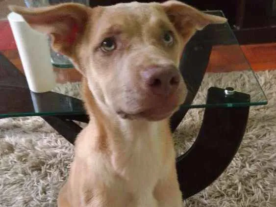 Cachorro raça  idade 2 a 6 meses nome Nina