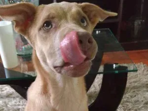 Cachorro raça  idade 2 a 6 meses nome Nina