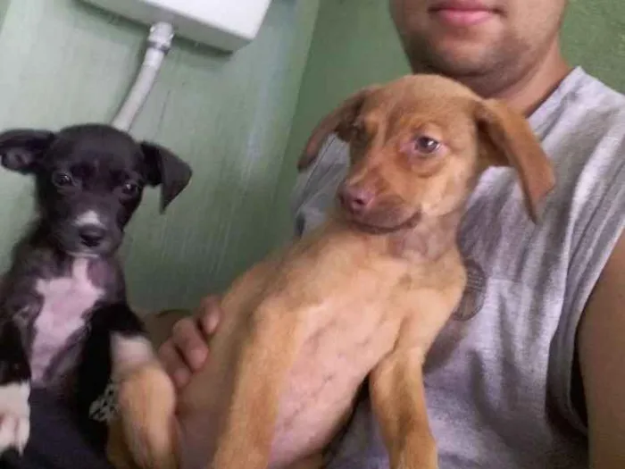 Cachorro ra a SRD idade 2 a 6 meses nome Mel e nala