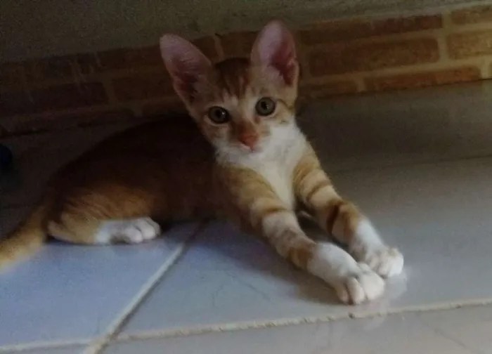 Gato ra a Srd idade 2 a 6 meses nome Bono