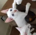 Yogo